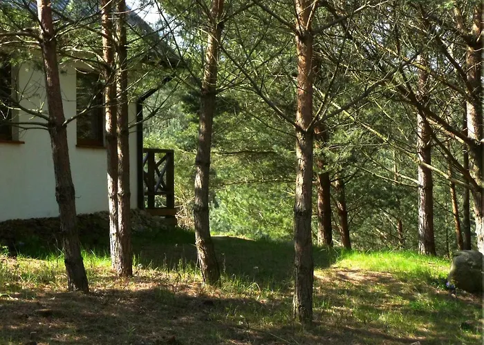 W Sosnowym Lesie Sulicice